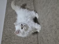 3 Aylık Dişi British Longhair