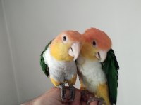 Dna Belgeli Alışkın Caique Çift