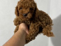 Kore Kan Poodle Yavrularımız