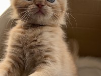 British Longhair 2 Aylık Yavru Kedimiz