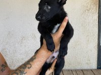 Siyah Erkek Malinois yavru 60 günlük