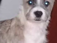 Köpeklerimiz sahiplendirilecektir