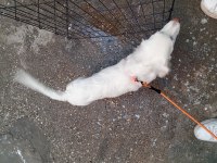 Maremma çoban köpeği