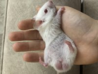 Yavru Hamster hediye ediyorum sahip çıkacak birine