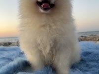 Pomeranian Boo Teddy Face