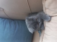 Muhteşem güzellikte teslime hazır gri british shorthair