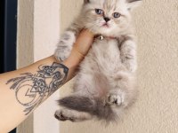 Exotic Shorthair Sevimli Yavrular