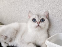 Safkan british shorthair
