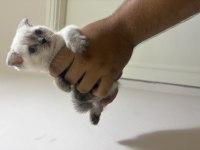 Yavru scottish fold