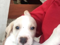 BEBEK KÖPEKLER TAMAMEN ÜCRETSİZ SAPİLENDİRİLECEKTİR
