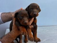 ORJİNAL DOBERMAN YAVRULAR