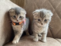 Ev Ortamında Scottish Fold Bebekler