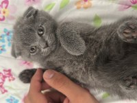 YAVRU SCOTTISH FOLD