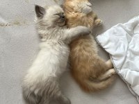British longhair yavru erkek