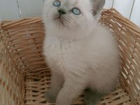 Mavi gözlü blue point british shorthair yavrular