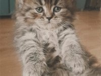 British longhair