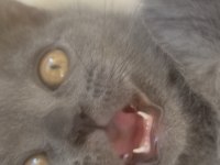 4.5 aylık British Shorthair