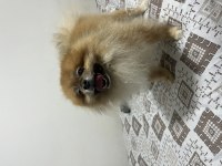 Pomeranian boo köpeği