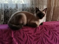 Mavi göz kırık kuyruk siyam kedisi