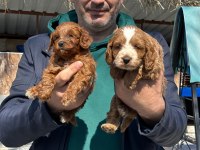 Maltipoo yavrularımız ırk garantilidir