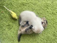Scottish fold british bebeklerim