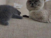 2 aylık sağlıklı hareketli scottish fold