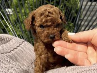 Toy poodle yavrularımız