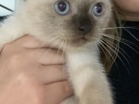 British longhair kedimiz