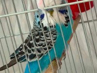 Erkek Show Jumbo Muhabbet Kuşu