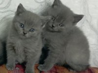 Yeni yuvalarını gitmeye hazır british shorthair