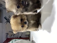 Kar Beyazı pomeranian bebeklerimiz