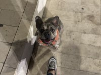 BLUE MERLE FRENCH BULLDOG