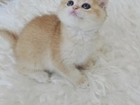Ny12 British Shorthair