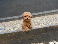 Güzel Yüzlü Yavru Maltipoo