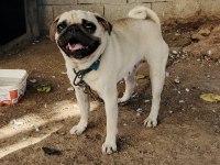 2 yaşında ilk çiftleşme oldu saf kan pug
