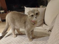 Scottish fold Fıstık yeni yuvasını arıyor