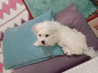 Maltese 8 aylık erkek