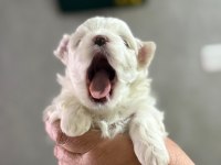 KÖPEKLERİMİZE YENİ YUVALAR ARIYORUZ
