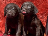 Labrador yavrularımız ruhsatlı çiftliğimizden