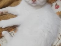 British shorthair red point 2 aylık