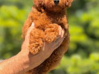 Toy poodle bebeklerimiz