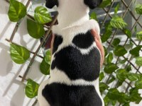 Harika Anatomi French Bulldog Yavrular