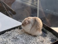 Gonzales Hamster