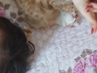 Acil sahiplendirme 5 aylik dişi sarman