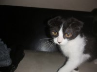 Bicolor Scottish Fold Shorthair iki kardeş