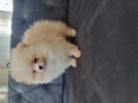 Show kalite pomeranian boo