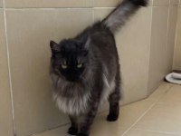 Maine coon çok uysal
