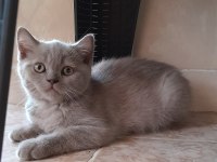 British shorthair yavru kedimiz