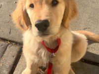 A Kalite Golden Retriever Yavrular