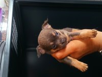 Şivava (chihuahua)